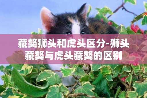 藏獒獅頭和虎頭區分-獅頭藏獒與虎頭藏獒的區別
