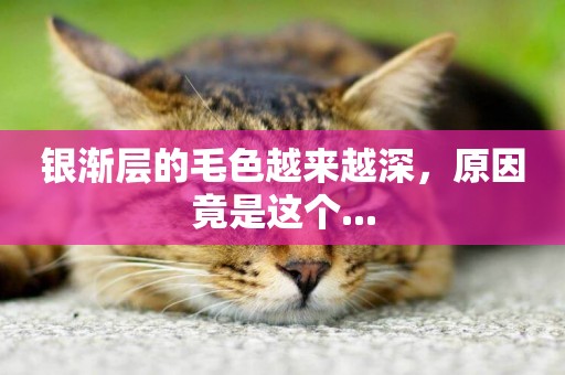銀漸層的毛色越來越深，原因竟是這個...