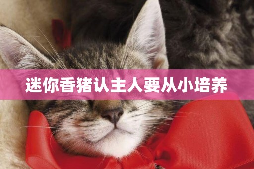 迷你香豬認主人要從小培養