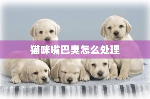 貓咪嘴巴臭怎么處理