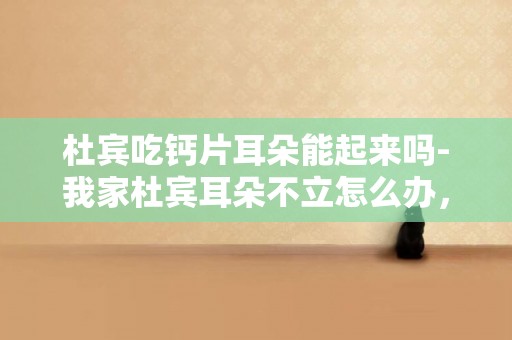 杜賓吃鈣片耳朵能起來嗎-我家杜賓耳朵不立怎么辦，杜賓耳朵多久立起來啊？？？