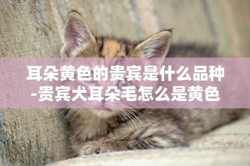 耳朵黃色的貴賓是什么品種-貴賓犬耳朵毛怎么是黃色的