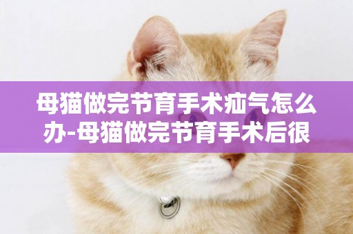 母貓做完節育手術疝氣怎么辦-母貓做完節育手術后很疼怎么辦