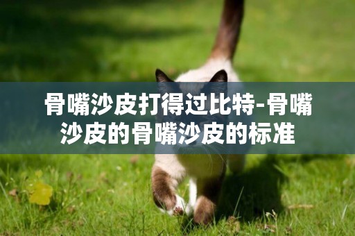 骨嘴沙皮打得過比特-骨嘴沙皮的骨嘴沙皮的標準