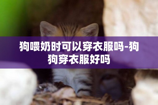 狗喂奶時可以穿衣服嗎-狗狗穿衣服好嗎