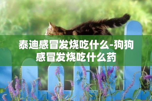 泰迪感冒發燒吃什么-狗狗感冒發燒吃什么藥