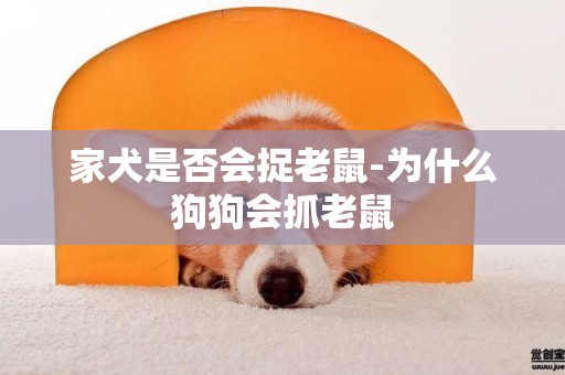 家犬是否會捉老鼠-為什么狗狗會抓老鼠