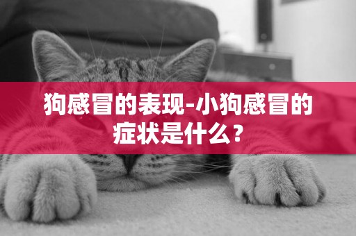 狗感冒的表現-小狗感冒的癥狀是什么？