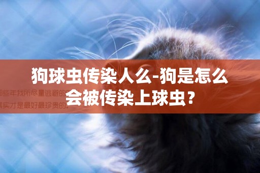 狗球蟲傳染人么-狗是怎么會被傳染上球蟲？