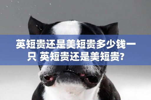 英短貴還是美短貴多少錢一只 英短貴還是美短貴?