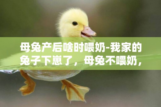 母兔產后啥時喂奶-我家的兔子下崽了，母兔不喂奶，該怎么辦