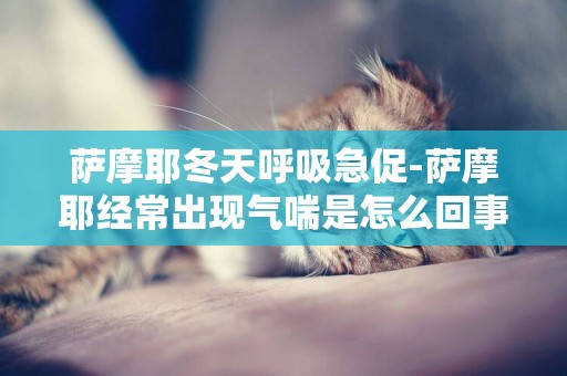 薩摩耶冬天呼吸急促-薩摩耶經常出現氣喘是怎么回事