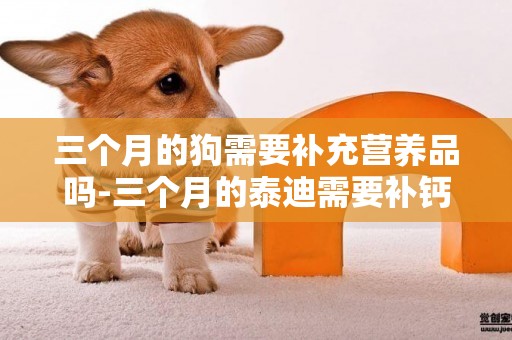 三個月的狗需要補充營養品嗎-三個月的泰迪需要補鈣嗎