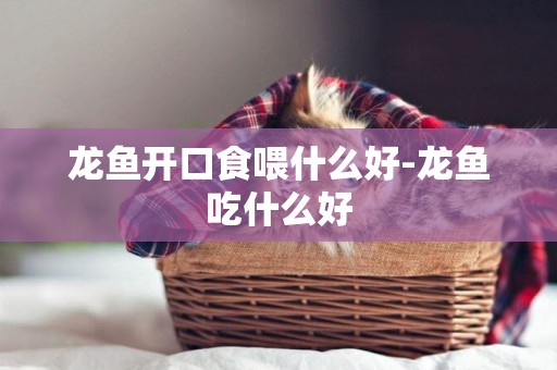 龍魚開口食喂什么好-龍魚吃什么好