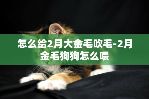 怎么給2月大金毛吹毛-2月金毛狗狗怎么喂