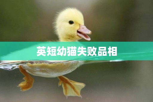 英短幼貓失敗品相