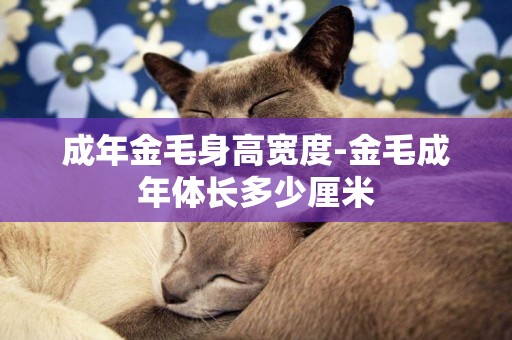 成年金毛身高寬度-金毛成年體長多少厘米