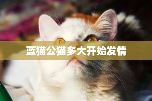 藍貓公貓多大開始發情