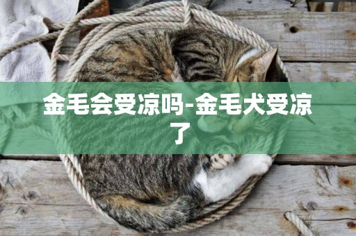 金毛會受涼嗎-金毛犬受涼了