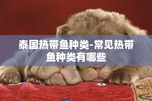 泰國熱帶魚種類-常見熱帶魚種類有哪些