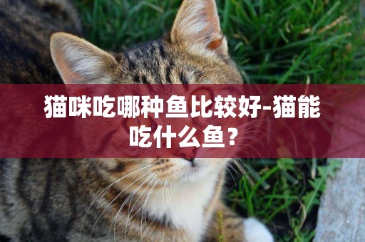 貓咪吃哪種魚比較好-貓能吃什么魚？