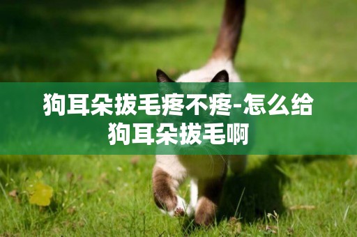 狗耳朵拔毛疼不疼-怎么給狗耳朵拔毛啊