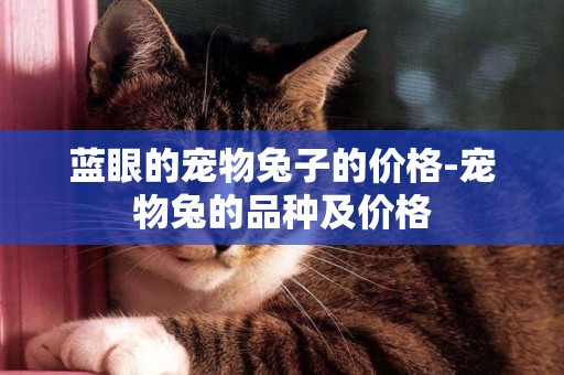 藍眼的寵物兔子的價格-寵物兔的品種及價格