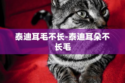 泰迪耳毛不長-泰迪耳朵不長毛