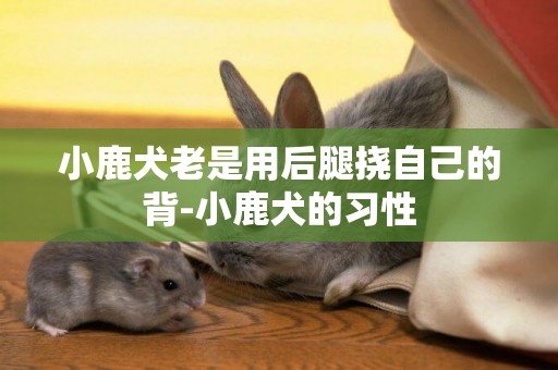 小鹿犬老是用后腿撓自己的背-小鹿犬的習性