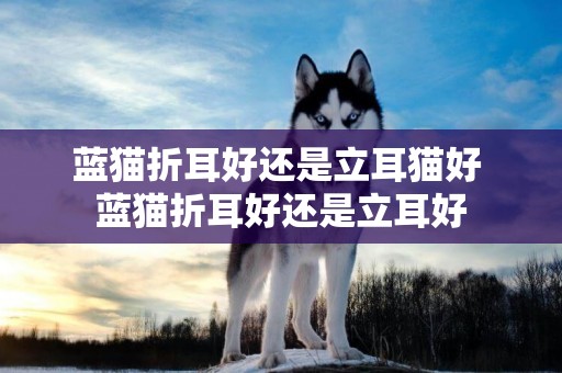藍貓折耳好還是立耳貓好 藍貓折耳好還是立耳好