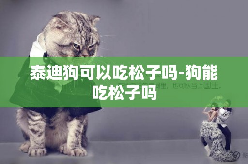 泰迪狗可以吃松子嗎-狗能吃松子嗎