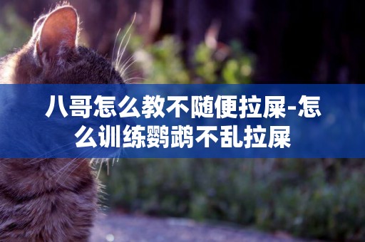 八哥怎么教不隨便拉屎-怎么訓練鸚鵡不亂拉屎