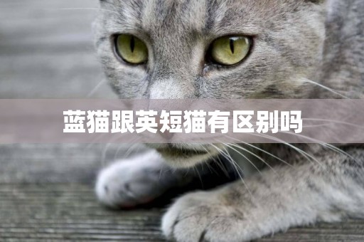 藍貓跟英短貓有區別嗎