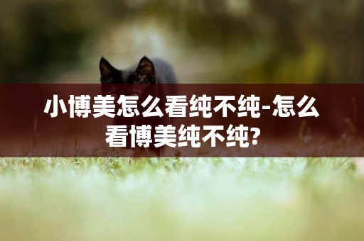 小博美怎么看純不純-怎么看博美純不純?