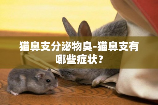 貓鼻支分泌物臭-貓鼻支有哪些癥狀？