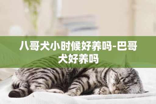 八哥犬小時候好養嗎-巴哥犬好養嗎
