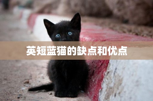 英短藍貓的缺點和優點