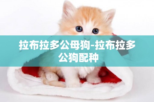 拉布拉多公母狗-拉布拉多 公狗配種