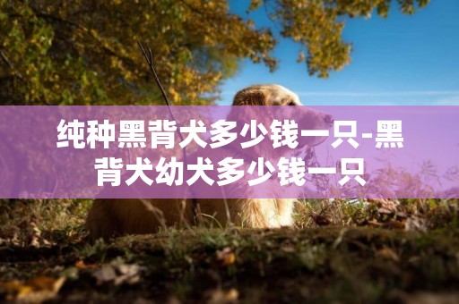 純種黑背犬多少錢一只-黑背犬幼犬多少錢一只
