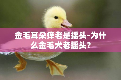 金毛耳朵癢老是搖頭-為什么金毛犬老搖頭？