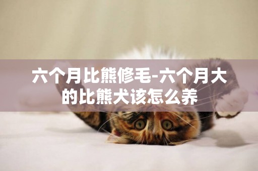 六個月比熊修毛-六個月大的比熊犬該怎么養