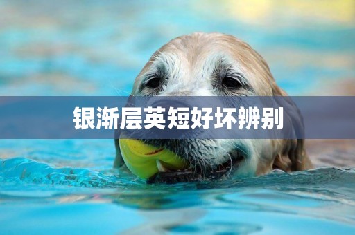 銀漸層英短好壞辨別