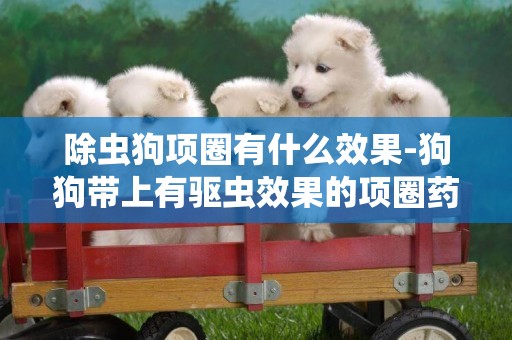 除蟲狗項圈有什么效果-狗狗帶上有驅蟲效果的項圈藥效有幾個月