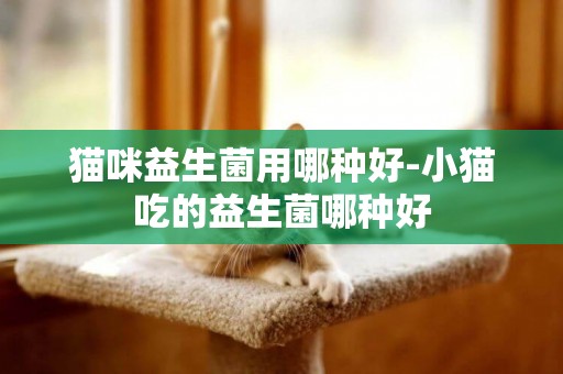 貓咪益生菌用哪種好-小貓吃的益生菌哪種好