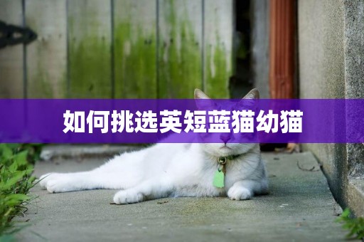 如何挑選英短藍貓幼貓