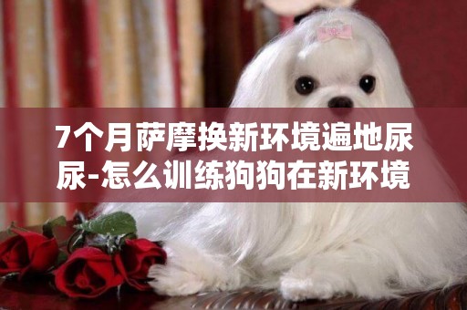 7個月薩摩換新環境遍地尿尿-怎么訓練狗狗在新環境去規定的地方尿尿?