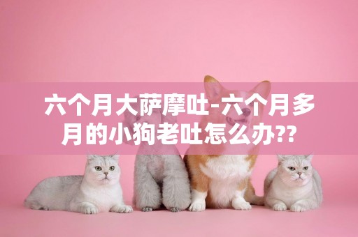 六個月大薩摩吐-六個月多月的小狗老吐怎么辦??