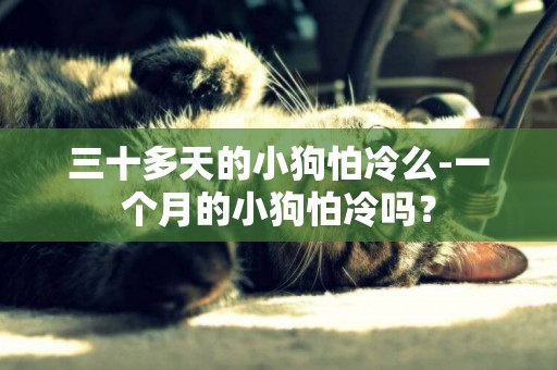 三十多天的小狗怕冷么-一個月的小狗怕冷嗎？