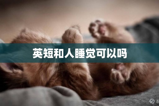英短和人睡覺可以嗎