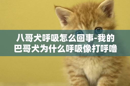 八哥犬呼吸怎么回事-我的巴哥犬為什么呼吸像打呼嚕一樣？